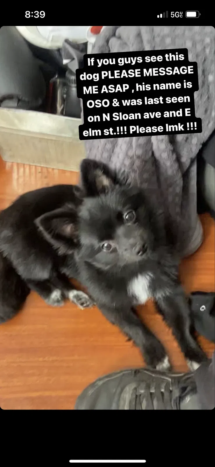 Lost dog in Compton, CA, 90221