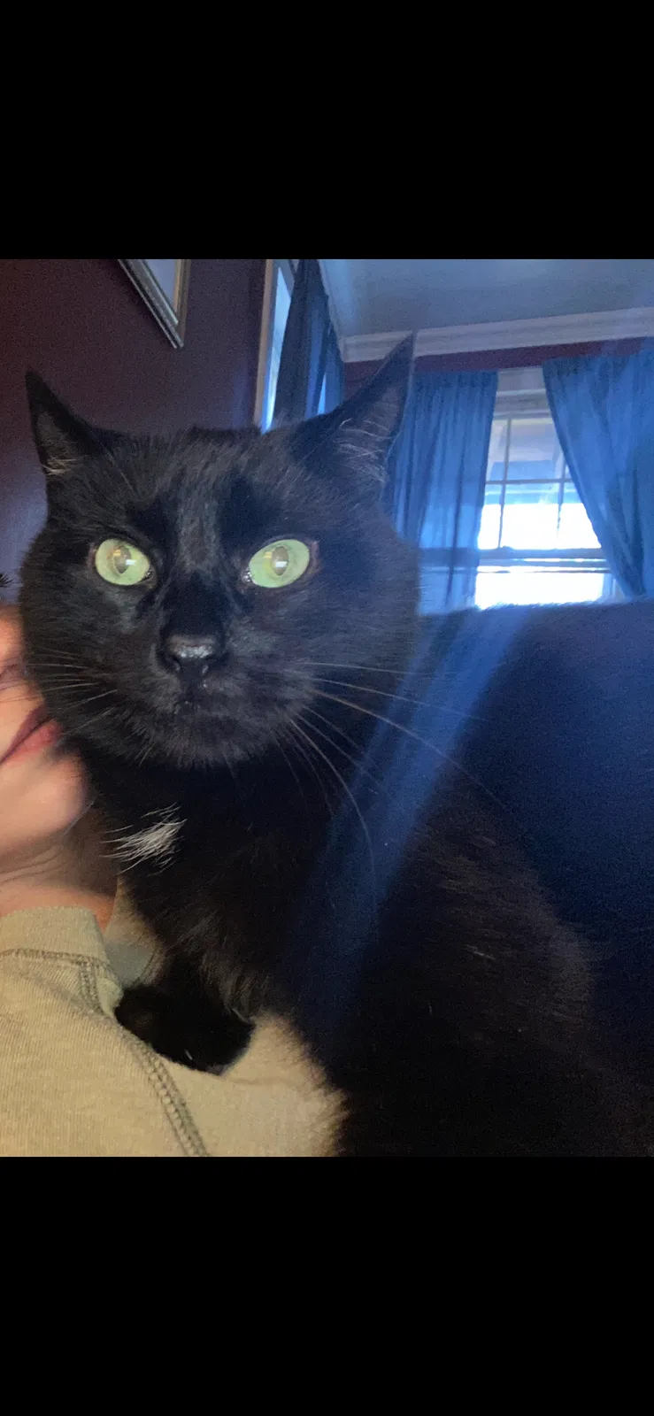 Lost cat in Storrs Mansfield, CT, 6268