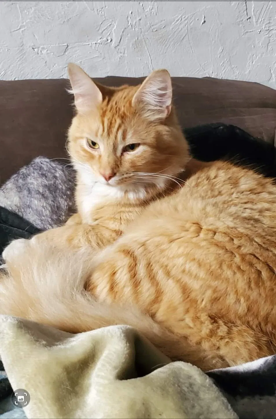 Lost cat in Albany, OR, 97321