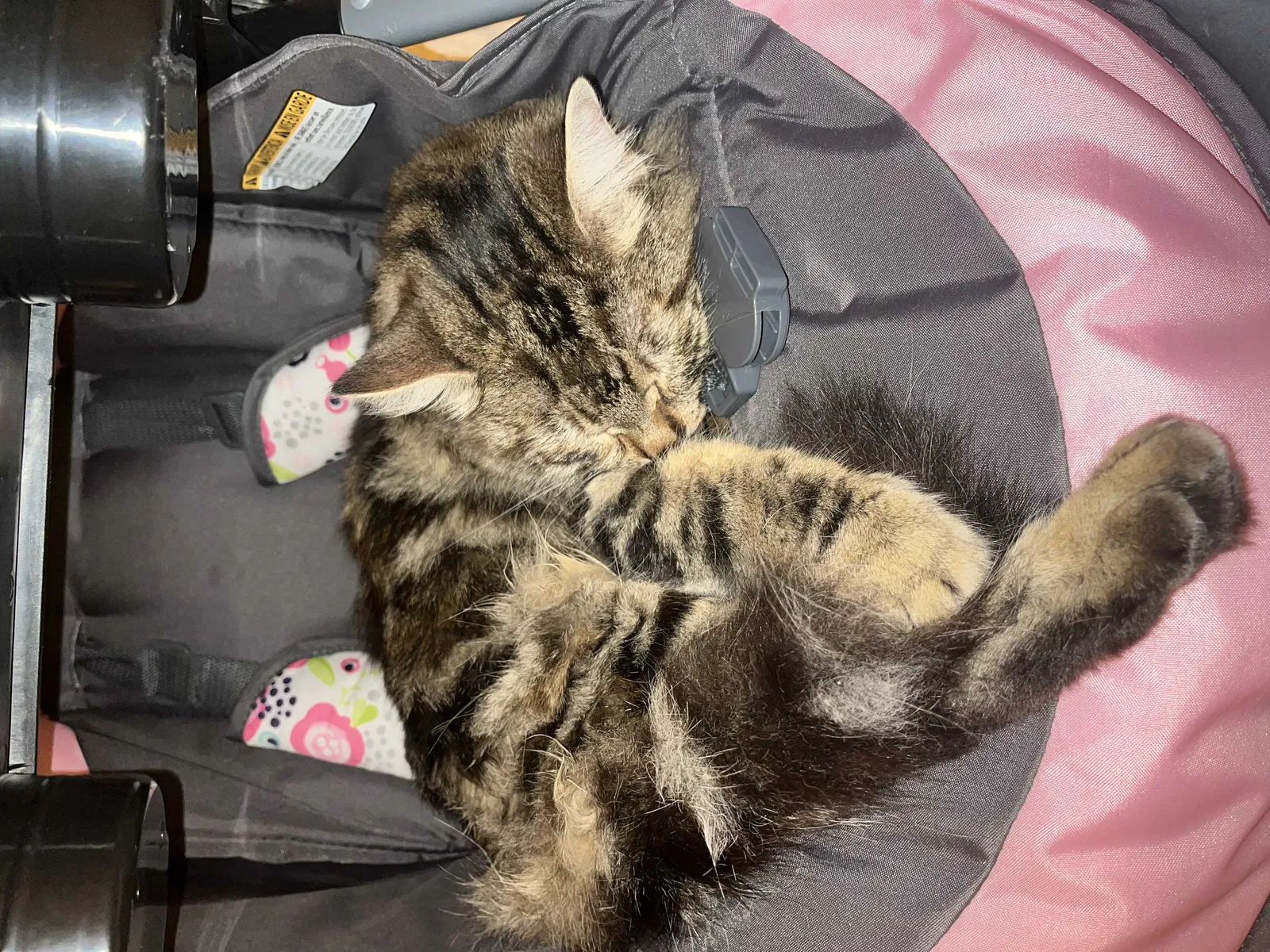 Lost cat in Marysville, CA, 95901