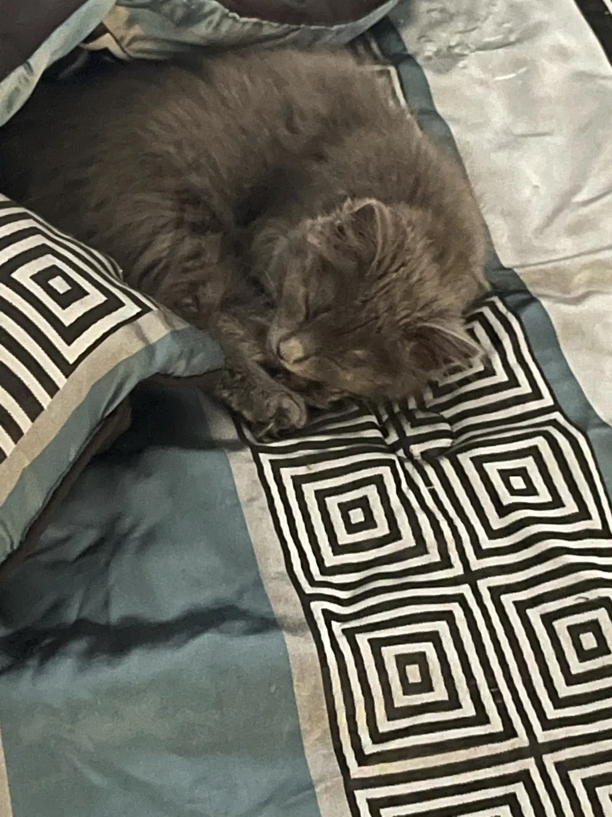 Lost cat in San Diego, CA, 92108