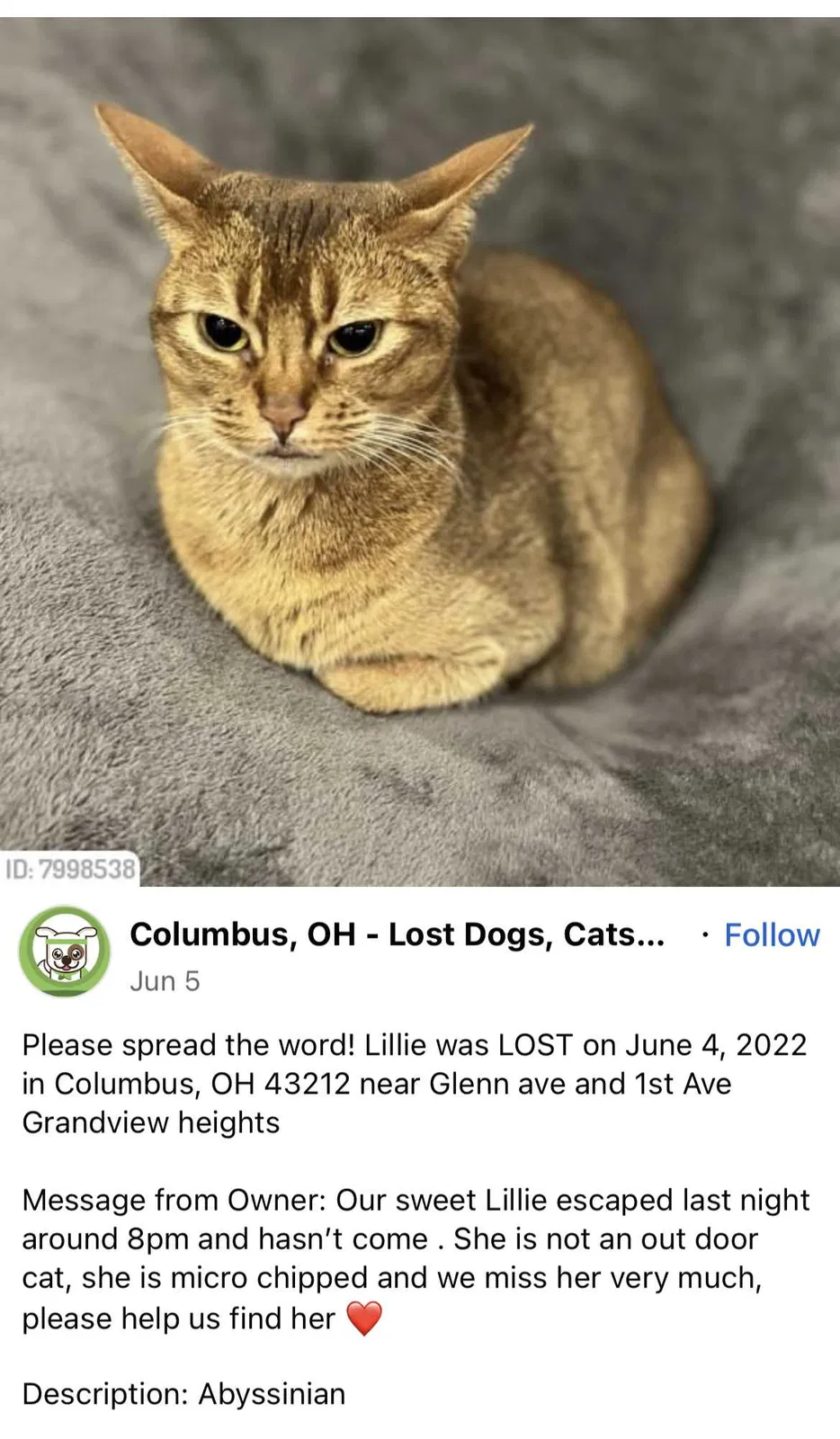 Lost cat in Columbus, OH, 43212