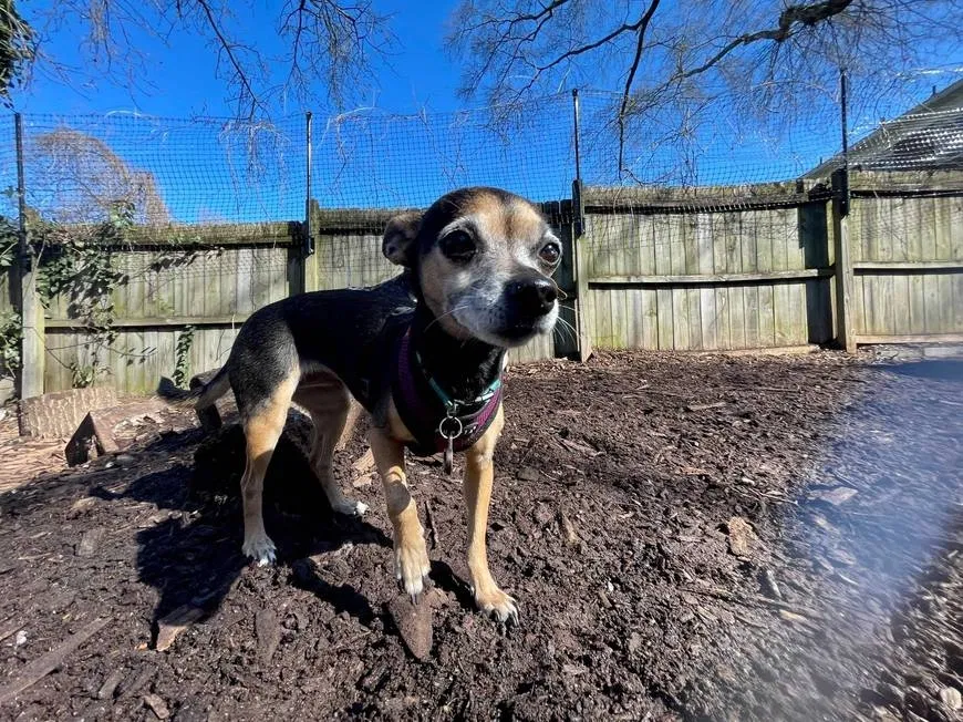 Lost dog in Atlanta, GA, 30310