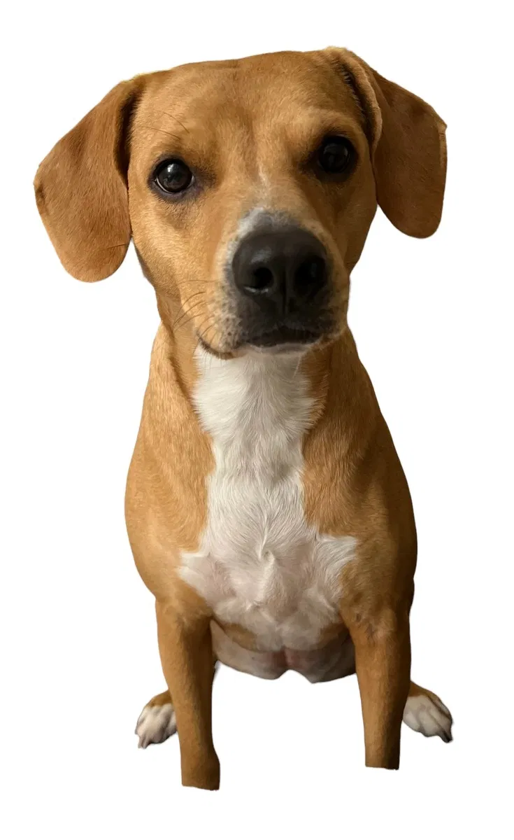 Lost dog in Del Mar, CA, 92014