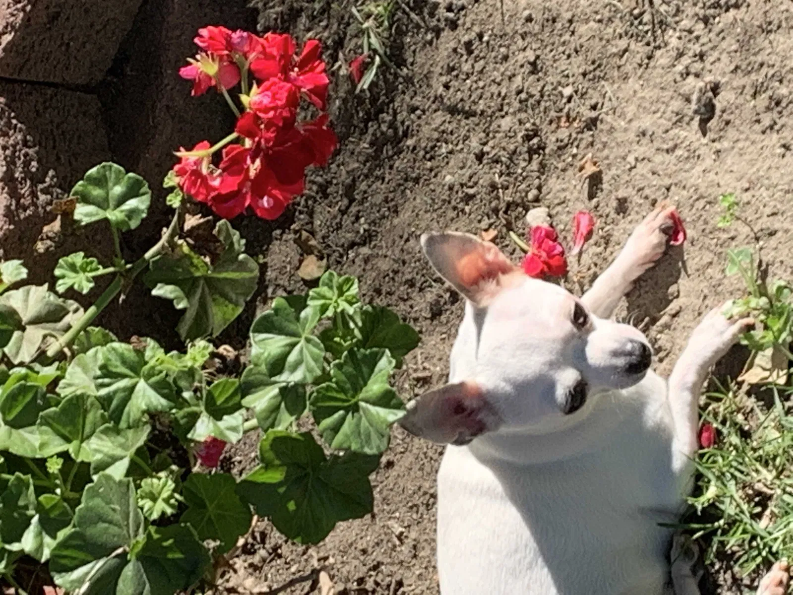 Lost dog in Long Beach, CA, 90810
