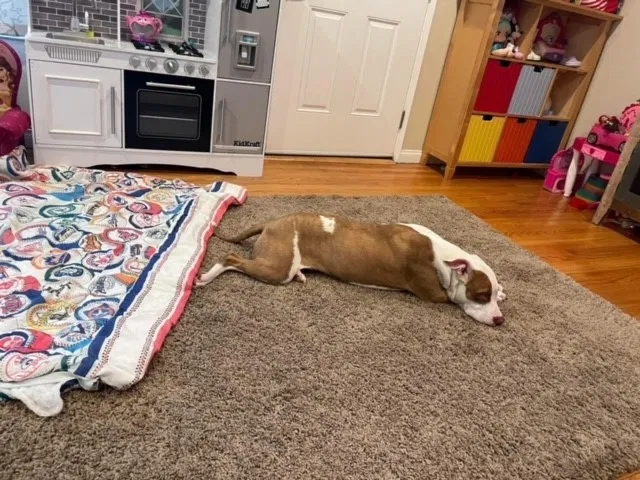 Lost dog in San Diego, CA, 92120