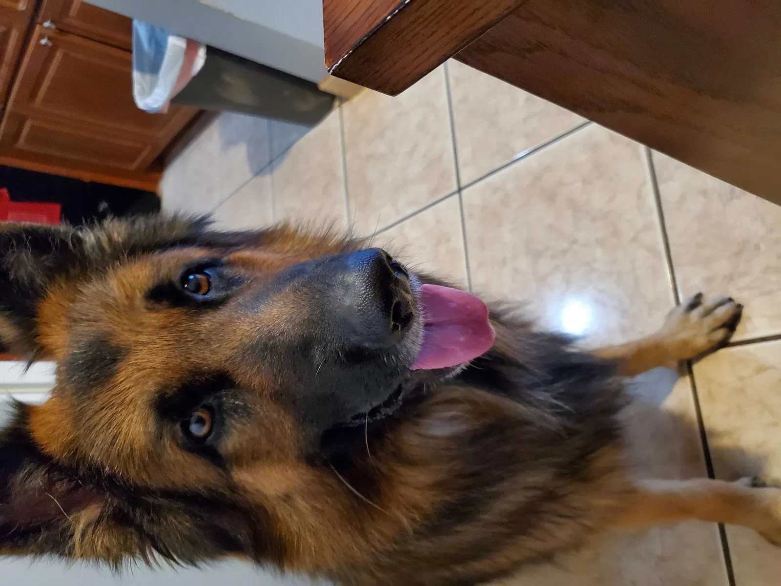 Lost dog in Homestead, FL, 33033