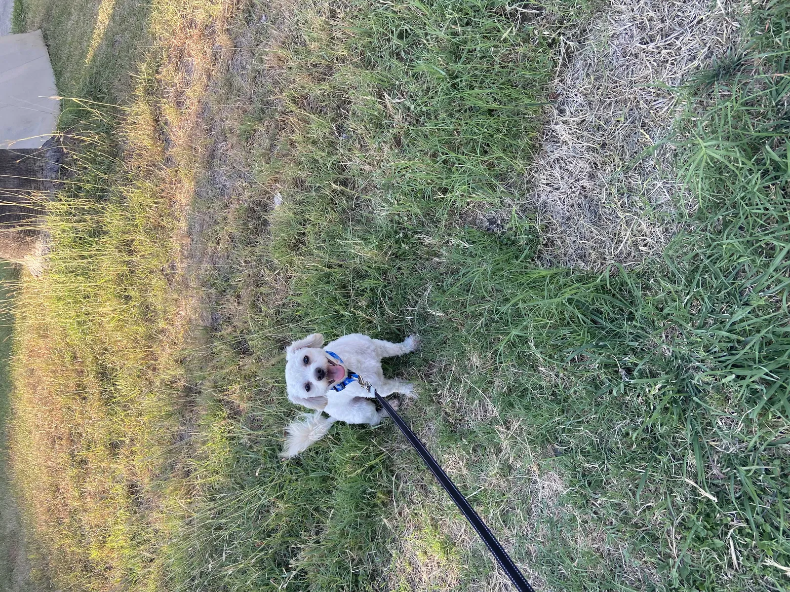 Lost dog in San Antonio, TX, 78244