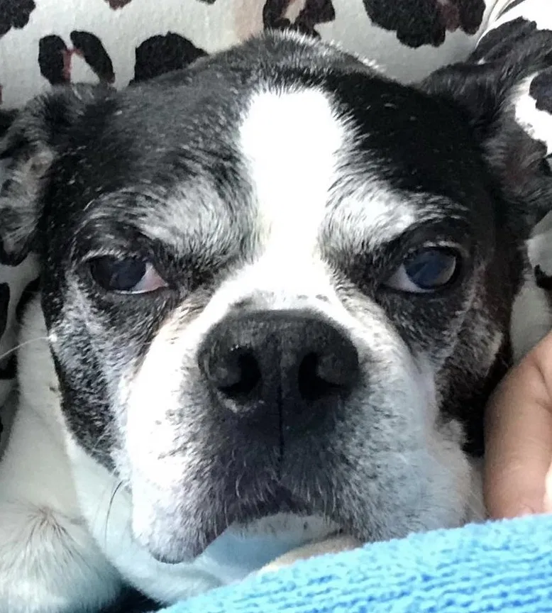 Lost dog in Hopkinton, RI, 2833