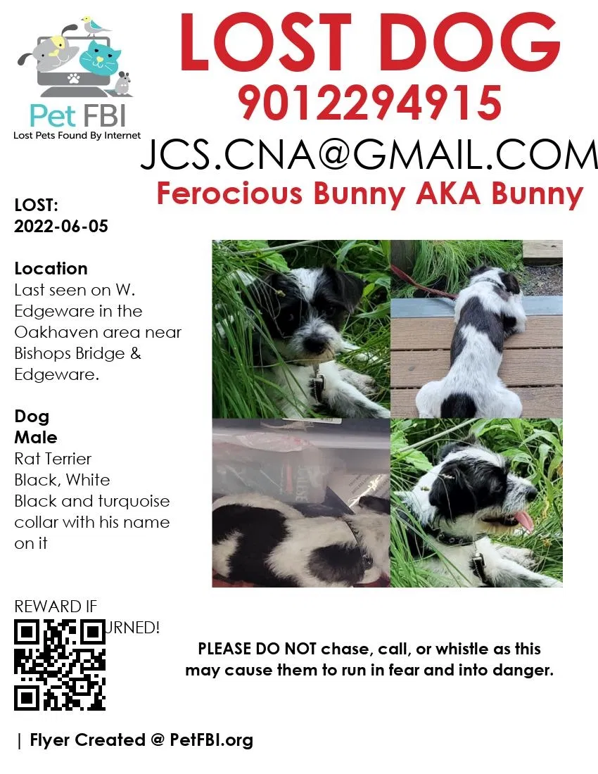 Lost dog in Memphis, TN, 38118