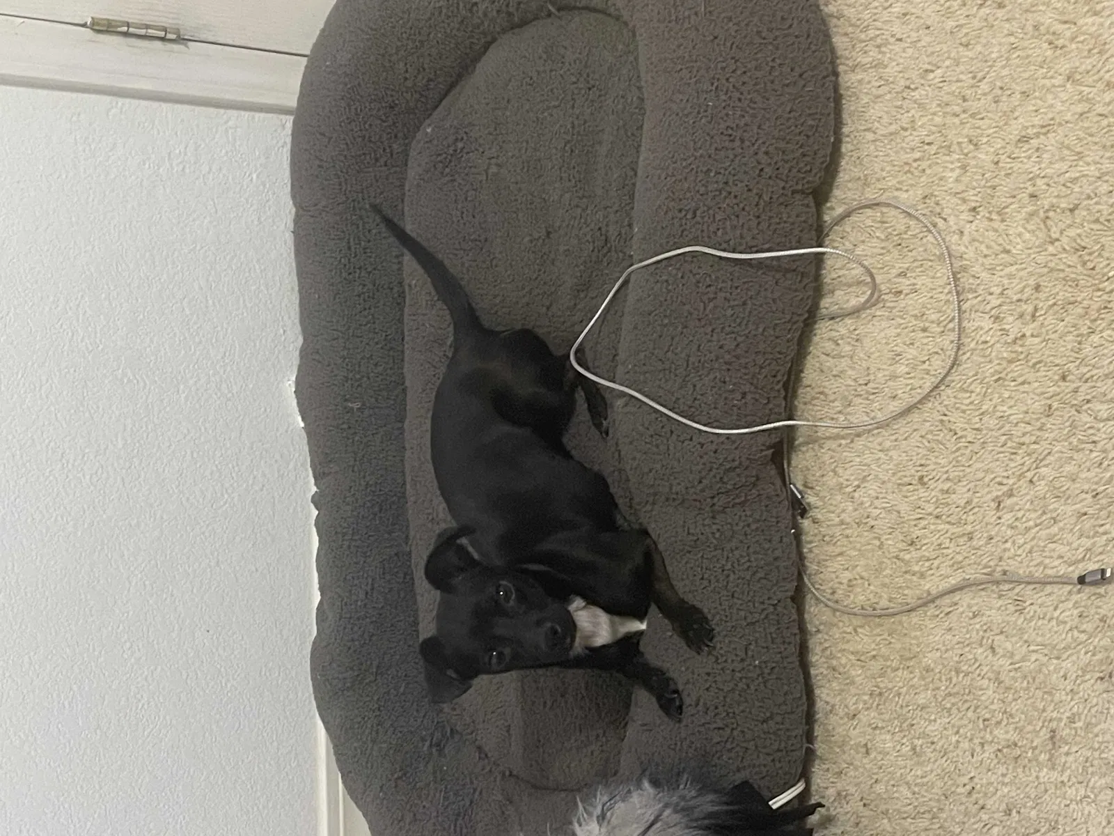 Lost dog in Colorado Springs, CO, 80906
