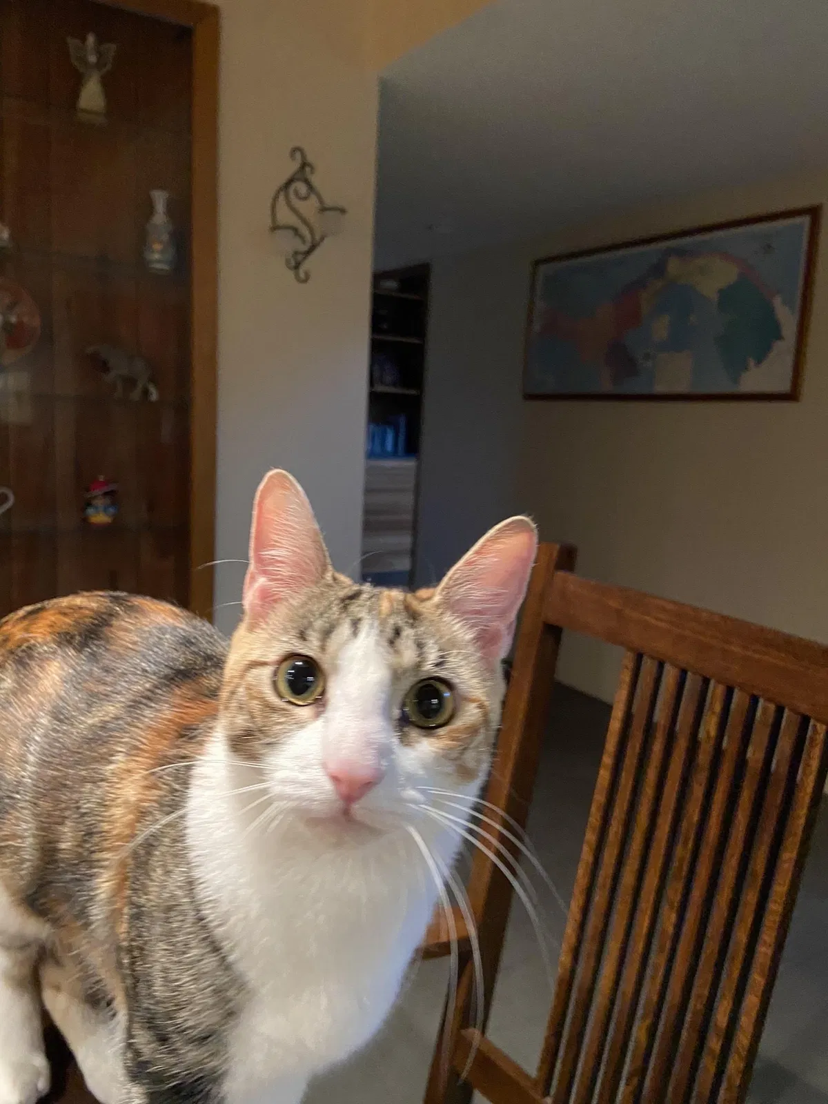 Lost cat in Tucson, AZ, 85704
