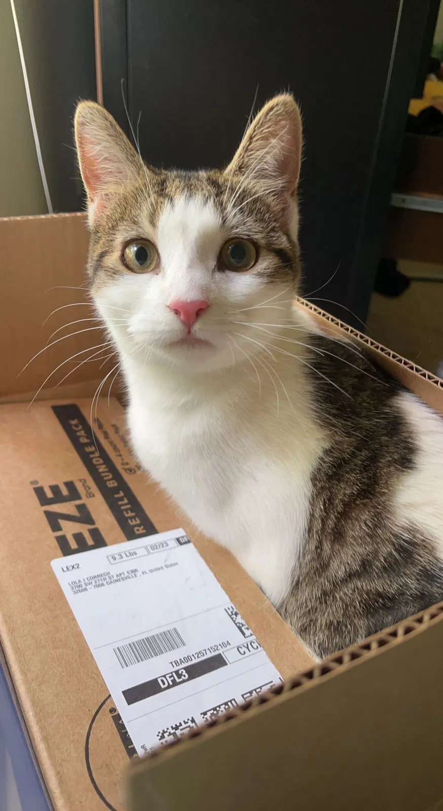 Lost cat in Cape Coral, FL, 33991