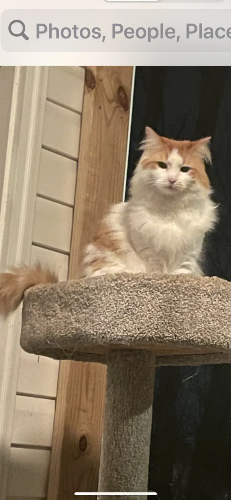 Lost cat in Chattanooga, TN, 37421