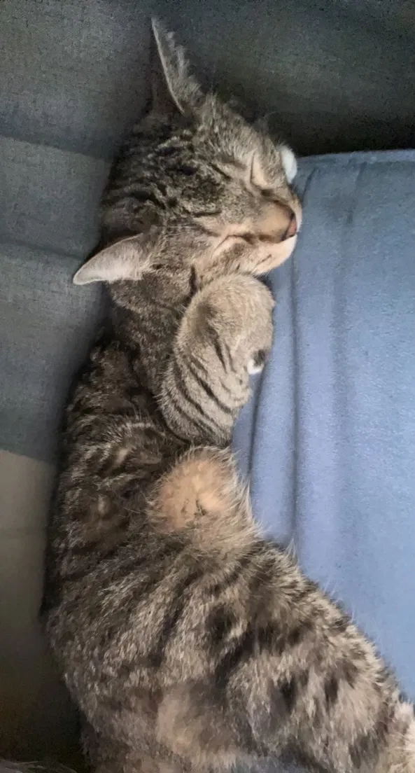 Lost cat in Englewood, CO, 80110