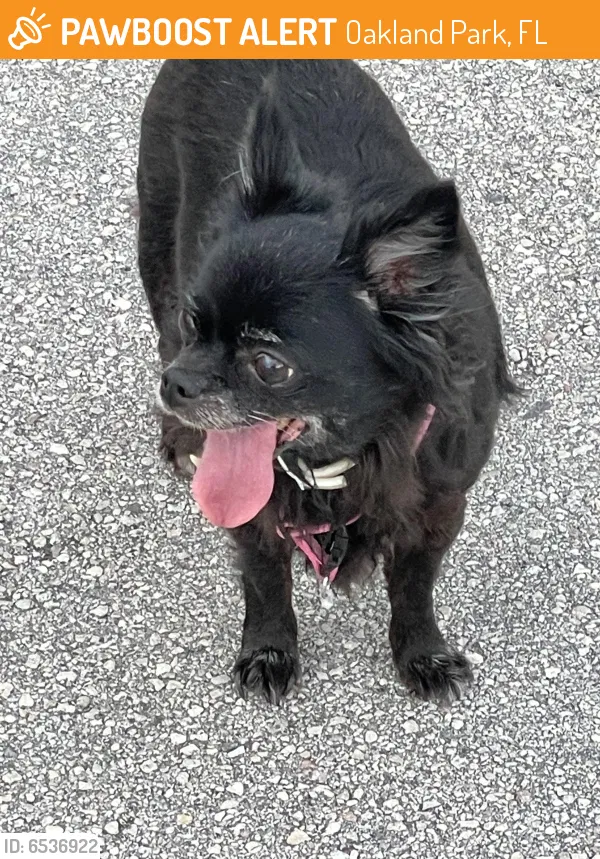 Lost dog in Fort Lauderdale, FL, 33309