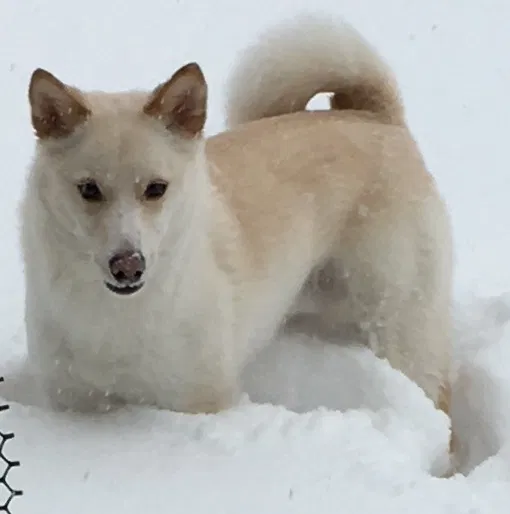 Lost dog in Circle Pines, MN, 55014