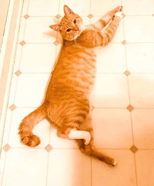 Lost cat in Portland, OR, 97222