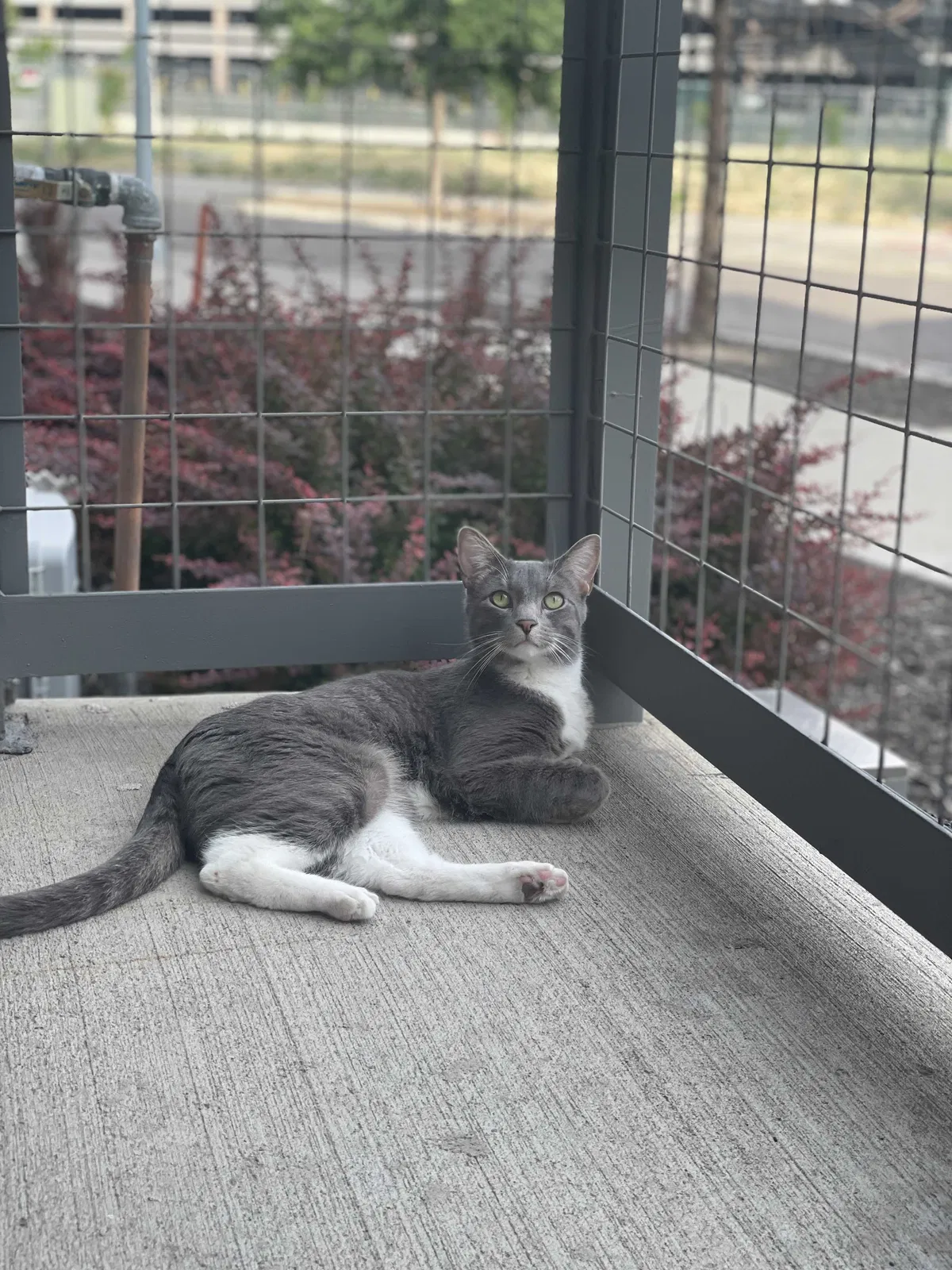 Lost cat in Denver, CO, 80220