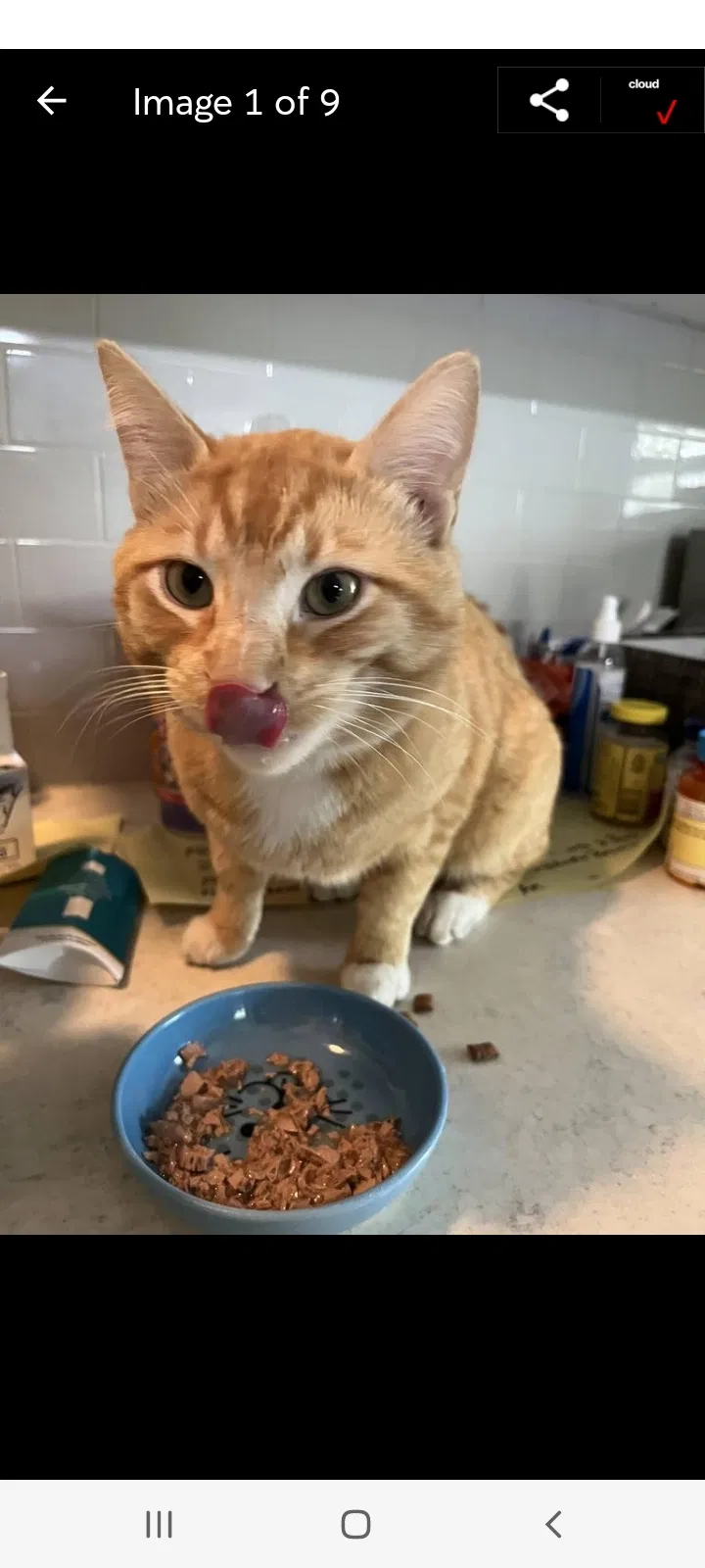 Lost cat in Unknown, OR, 97003