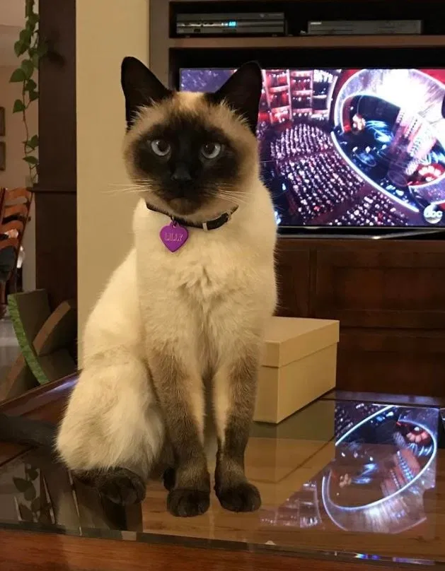 Lost cat in Rancho Palos Verdes, CA, 90275