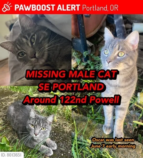 Lost cat in Portland, OR, 97266