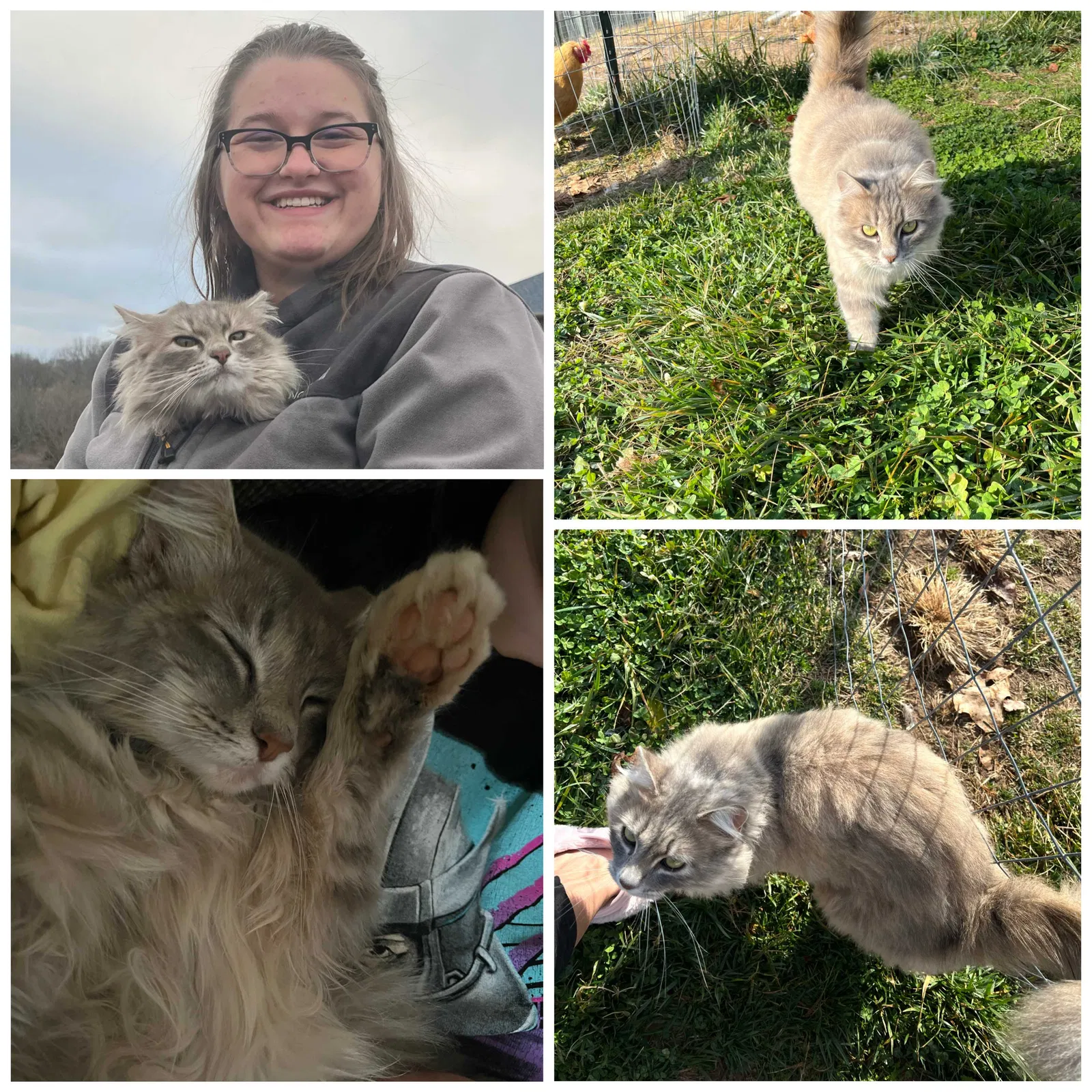 Lost cat in Springfield, MO, 65807