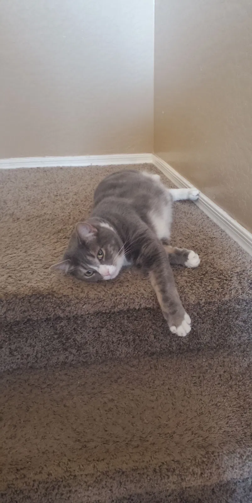 Lost cat in Tempe, AZ, 85282