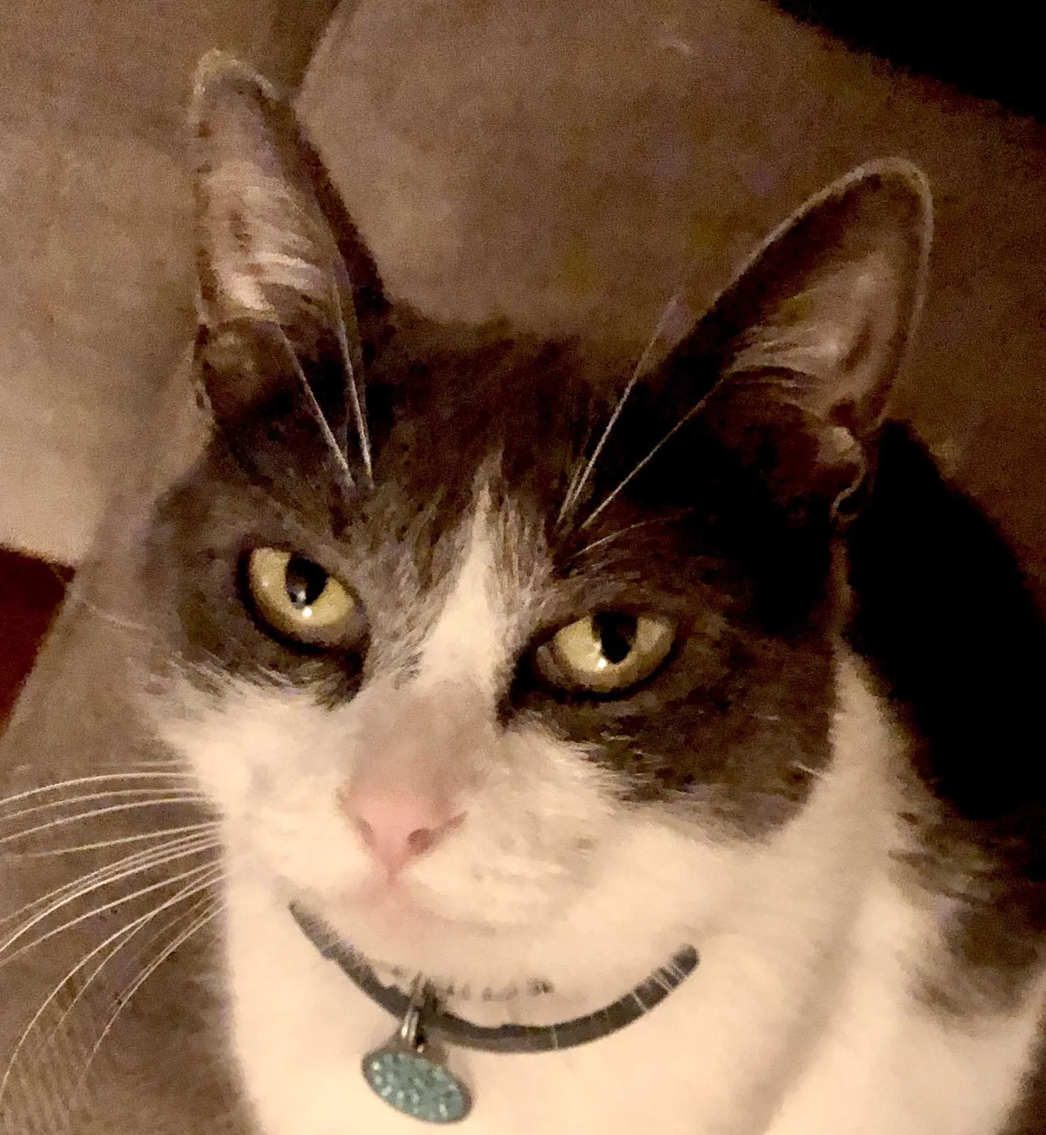 Lost cat in Cypress, TX, 77429