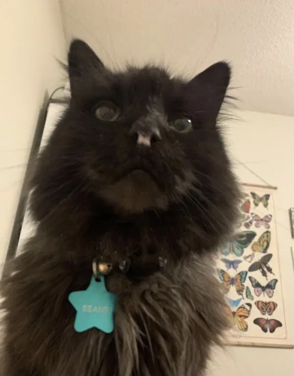 Lost cat in Lees Summit, MO, 64081