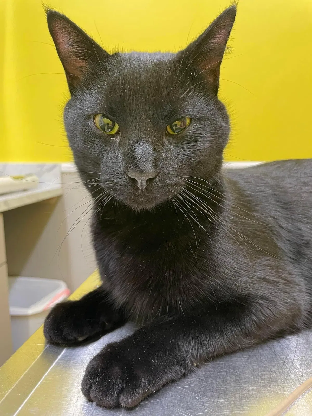 Lost cat in Hope Mills, NC, 28348