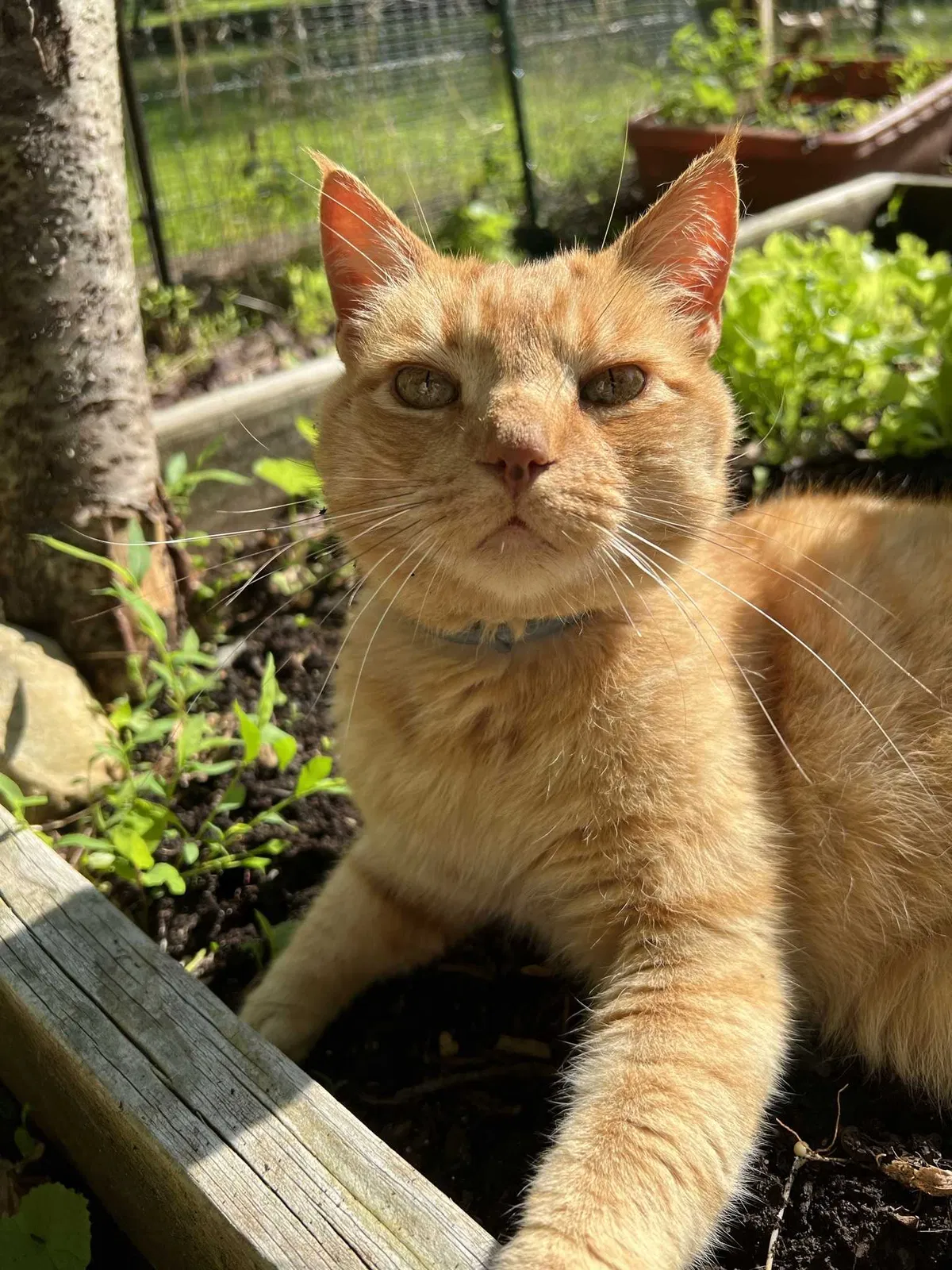 Lost cat in Riegelsville, PA, 18077