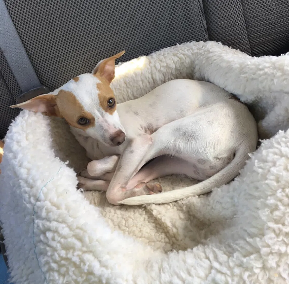 Lost dog in El Paso, TX, 79928