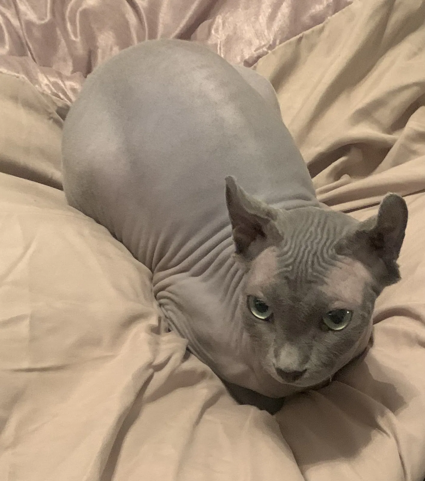Lost cat in Carlisle, PA, 17013