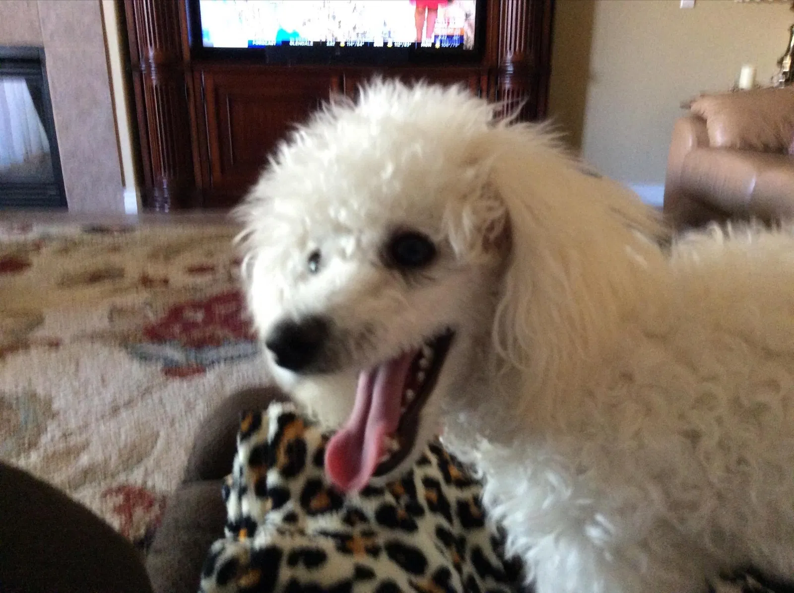 Found dog in Casa Grande, AZ, 85122