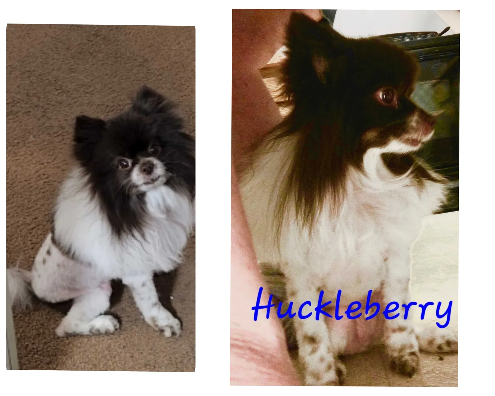 Lost dog in Albuquerque, NM, 87123