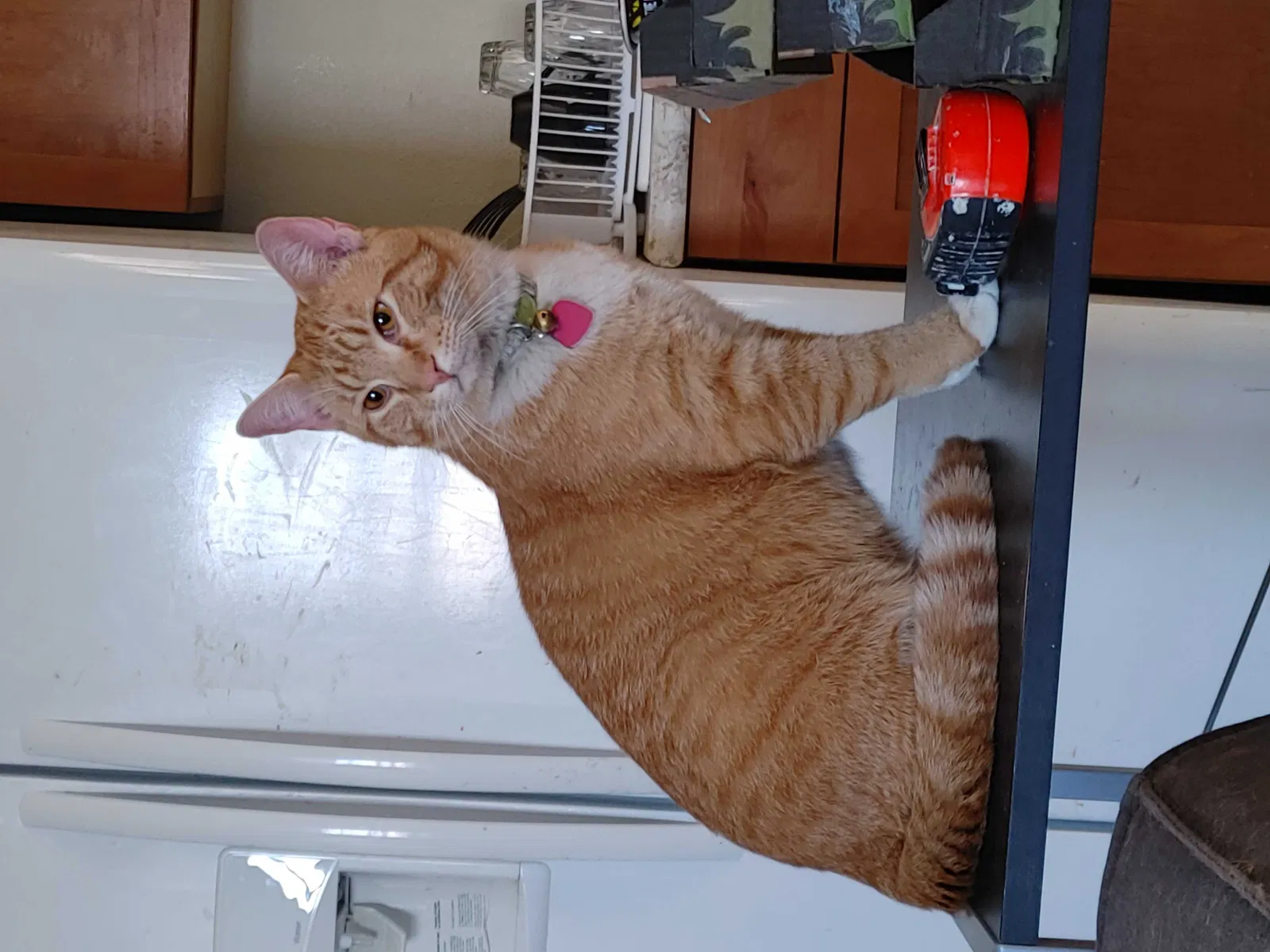 Lost cat in Calhan, CO, 80808