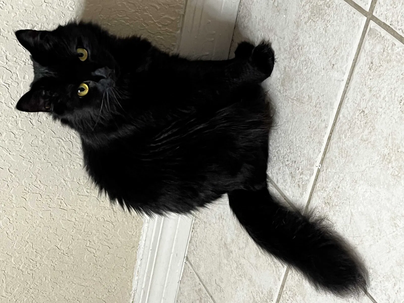 Lost cat in Orlando, FL, 32821