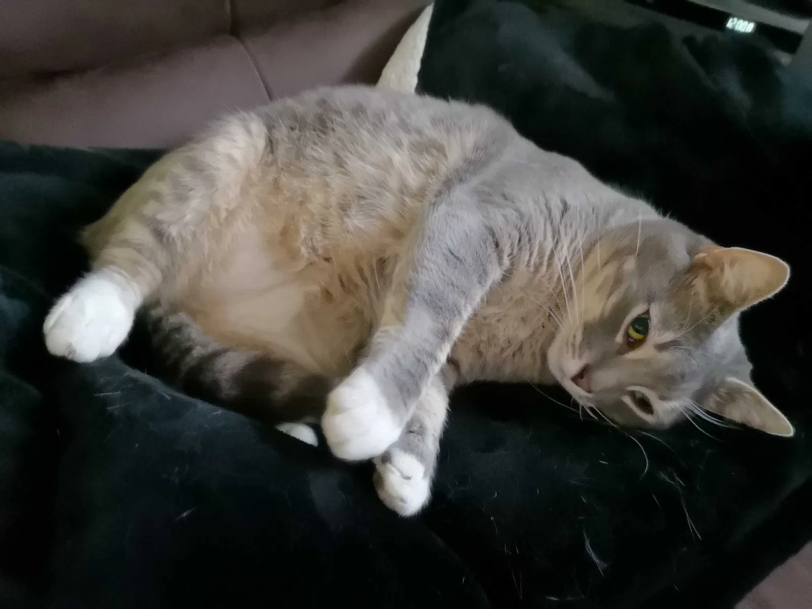Lost cat in Seattle, WA, 98102