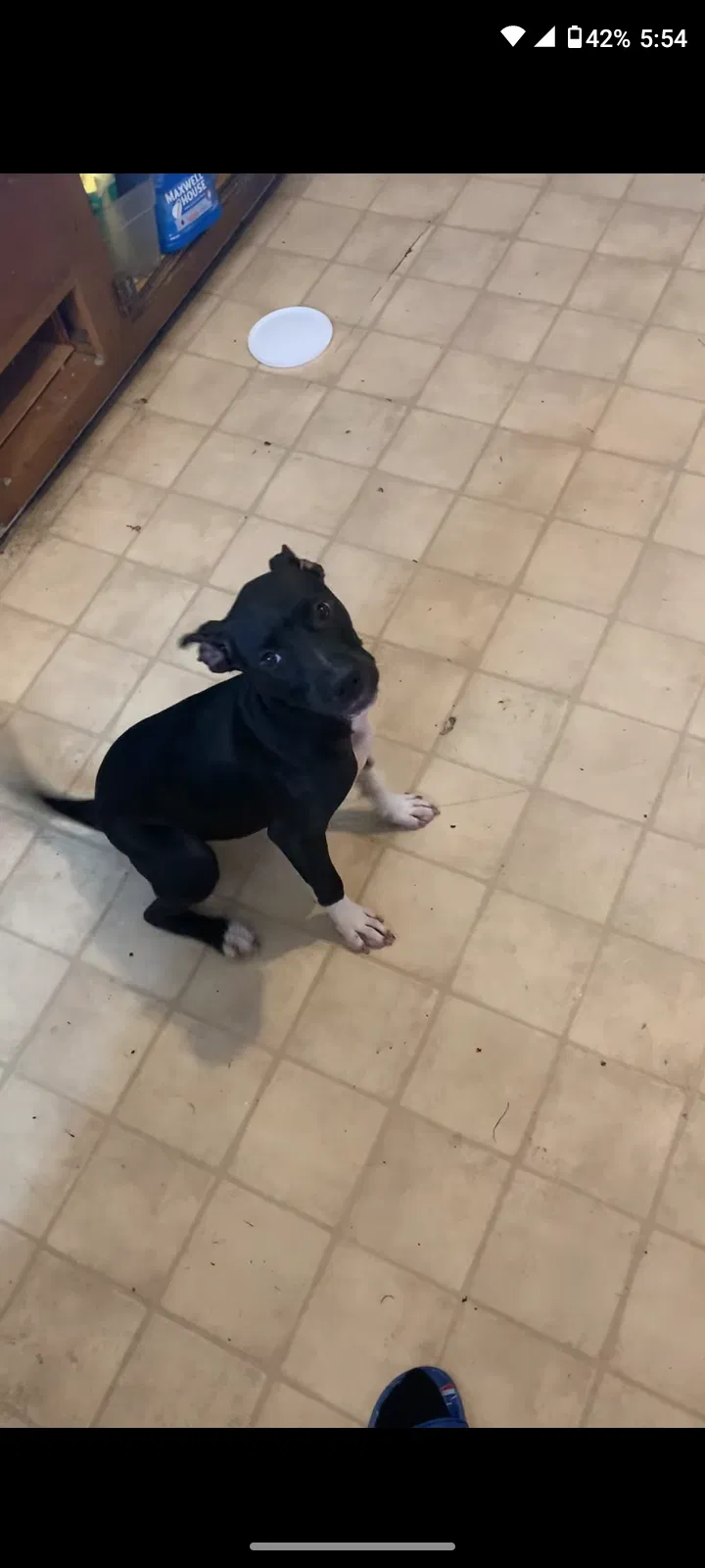 Lost dog in New Kensington, PA, 15068