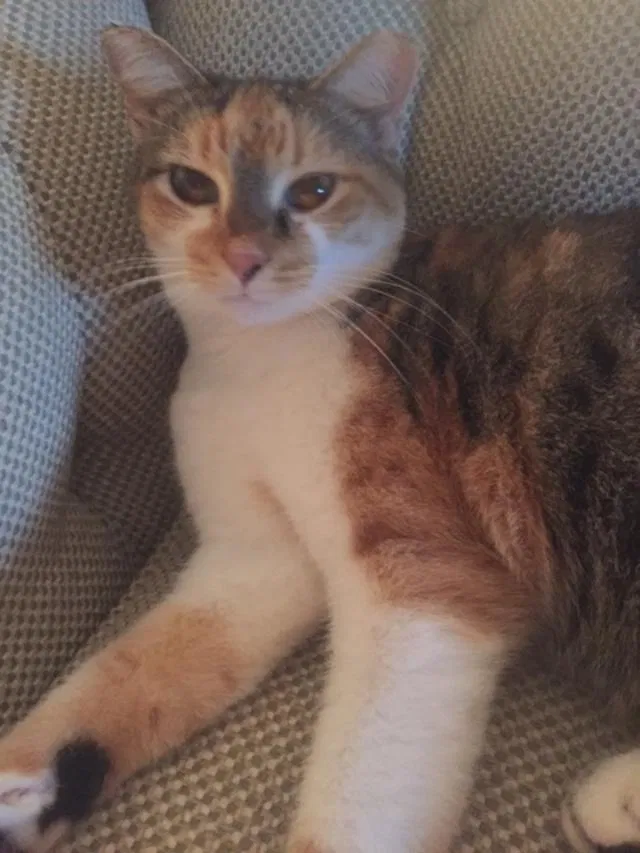 Lost cat in Jacksonville Beach, FL, 32250