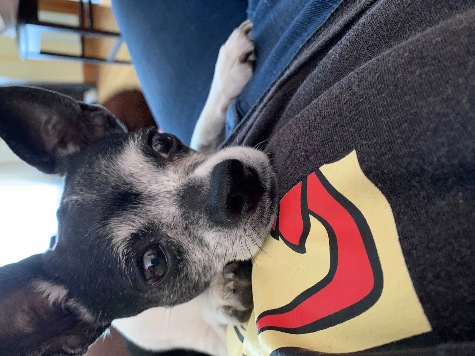 Lost dog in Chicago, IL, 60629