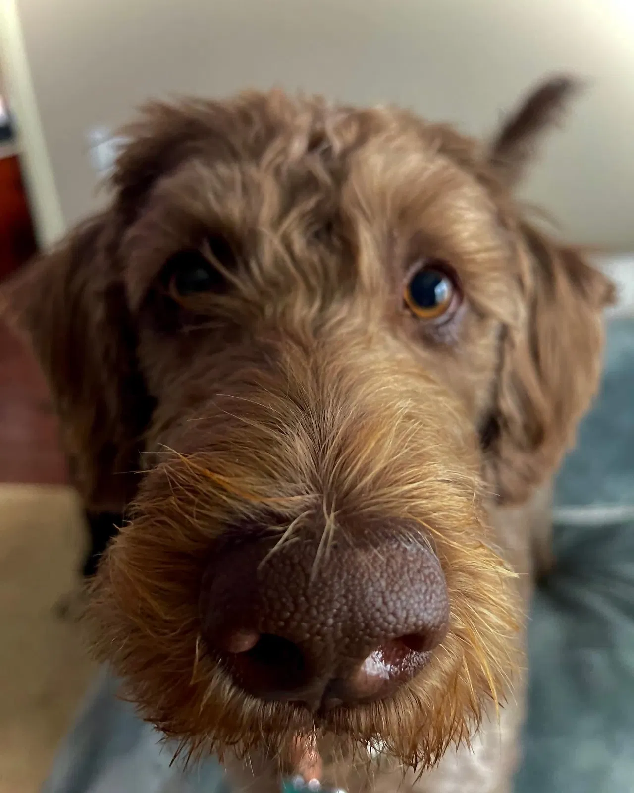 Lost dog in Nashville, TN, 37221
