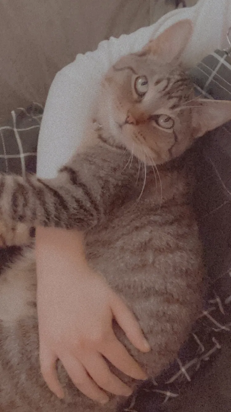 Lost cat in Muncie, IN, 47304