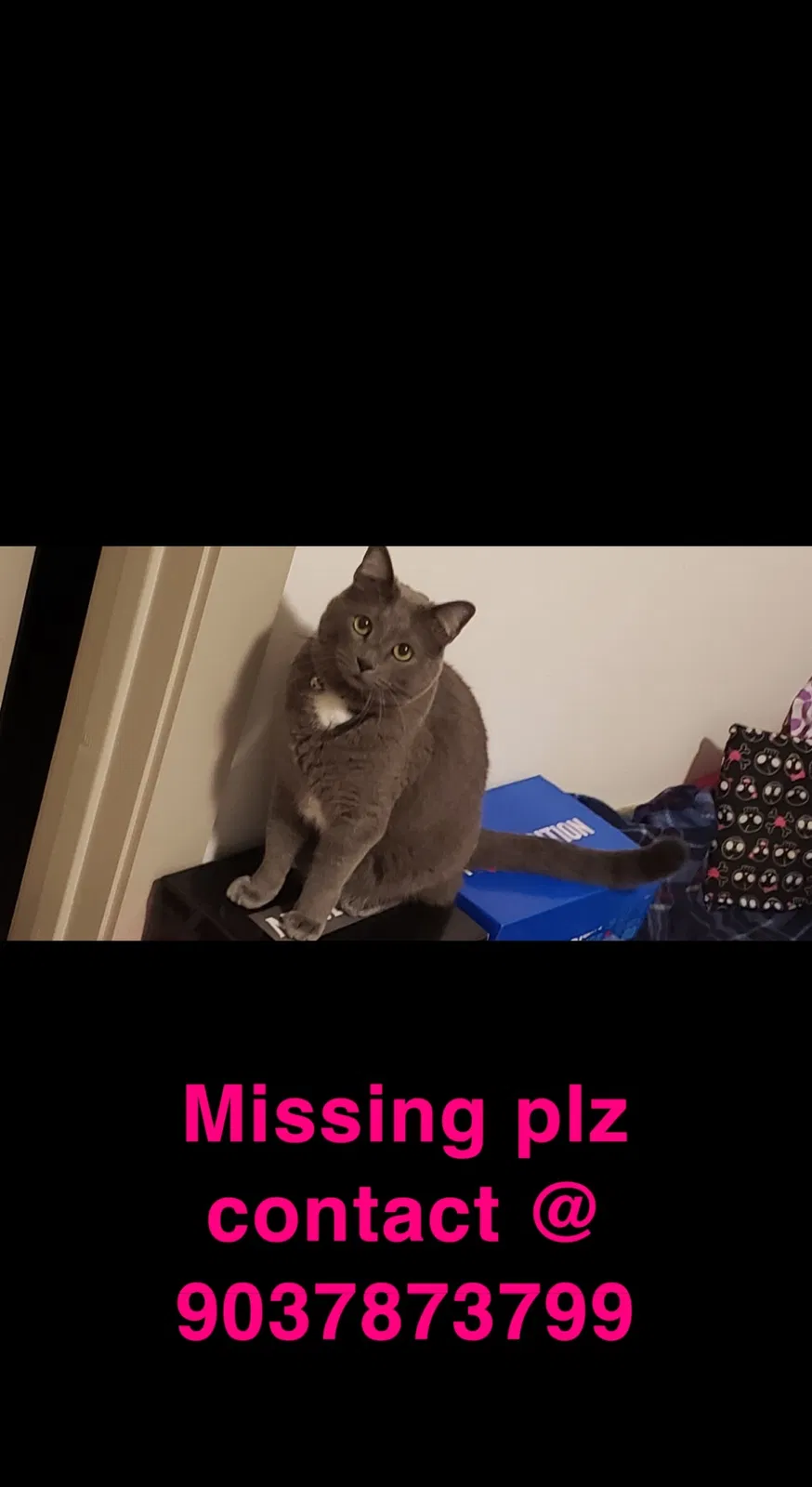 Lost cat in Canton, TX, 75103