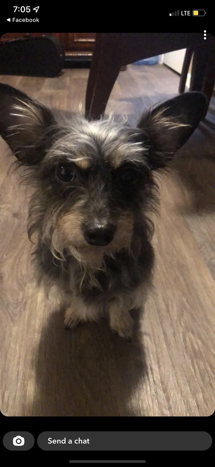 Lost dog in Baytown, TX, 77521