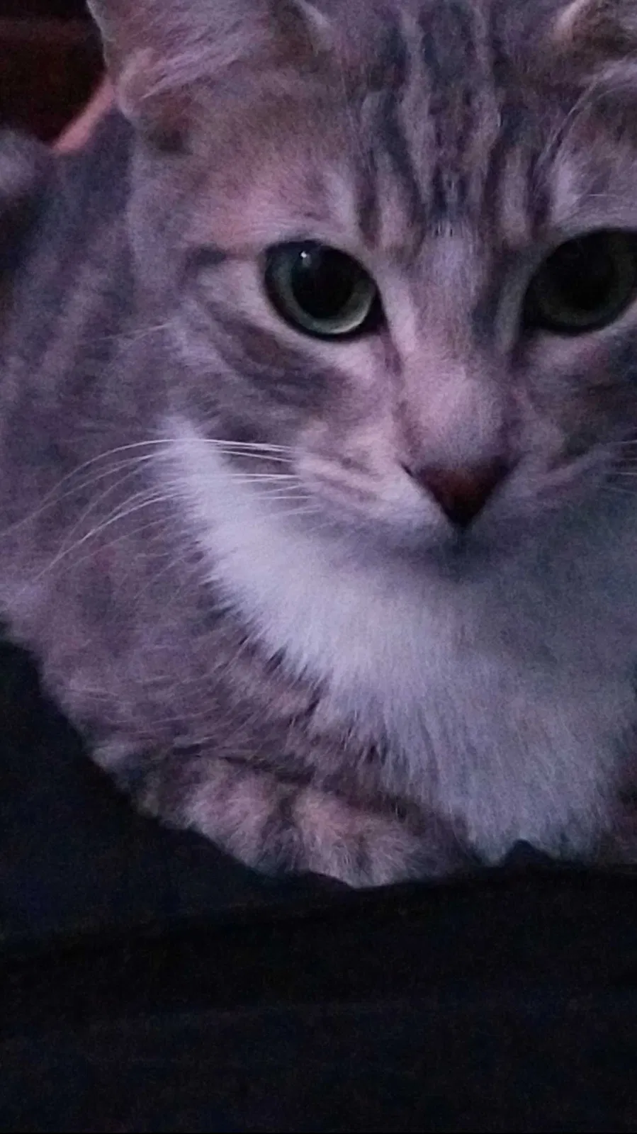Lost cat in Hemet, CA, 92544