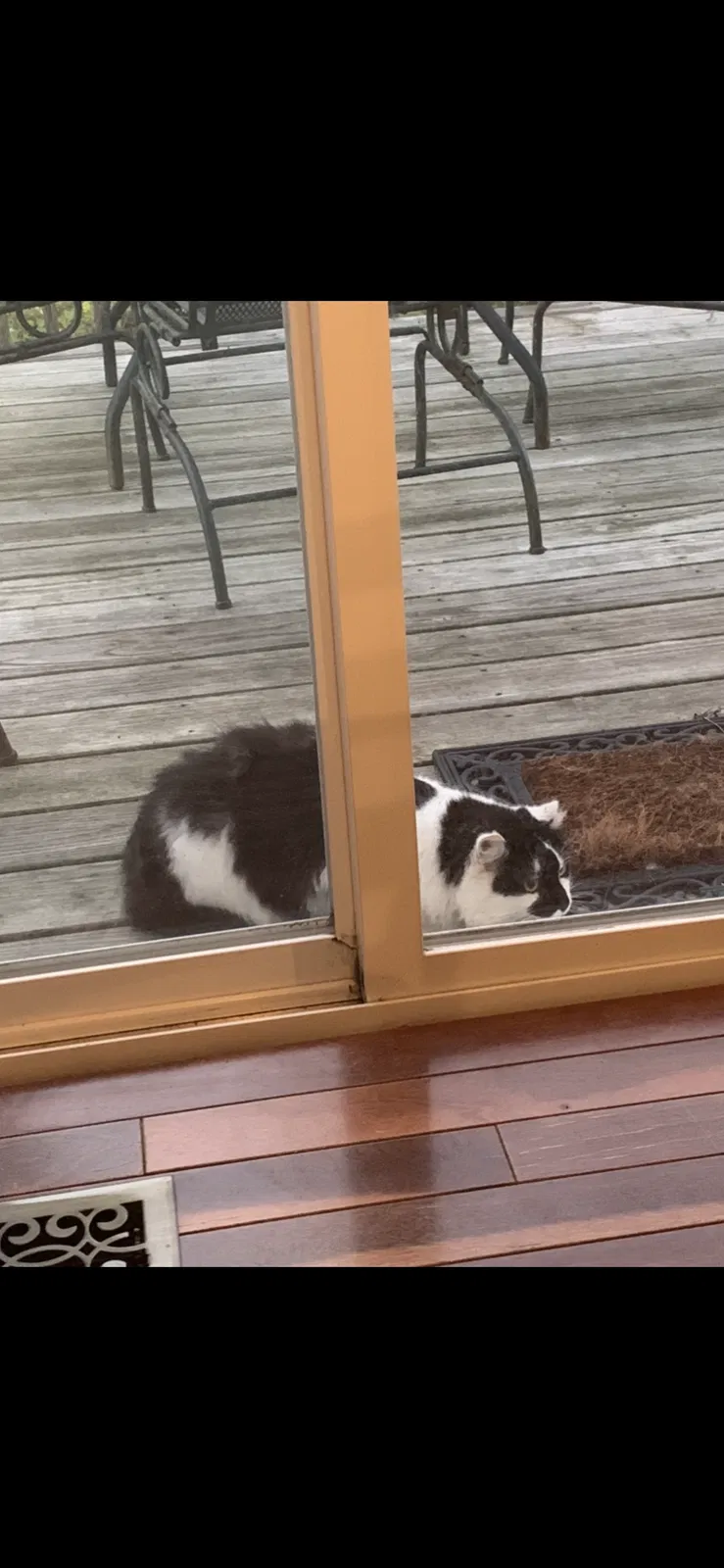 Lost cat in Cincinnati, OH, 45255