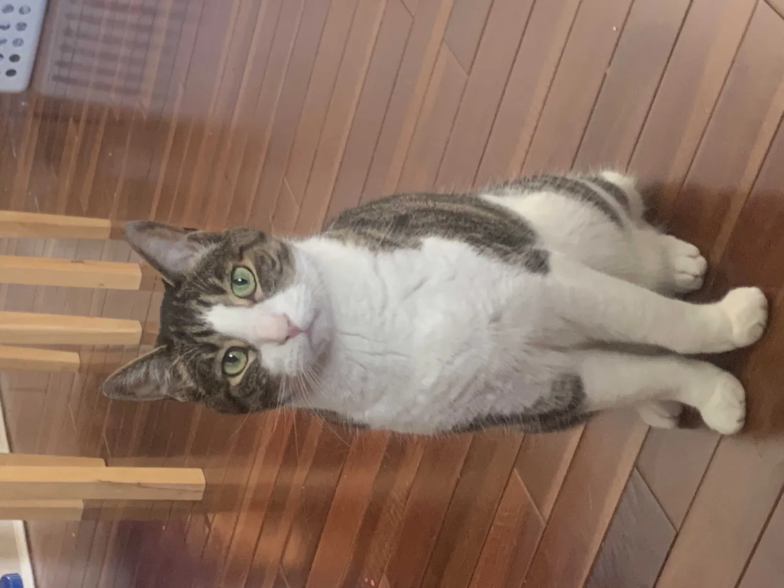 Lost cat in Cincinnati, OH, 45255