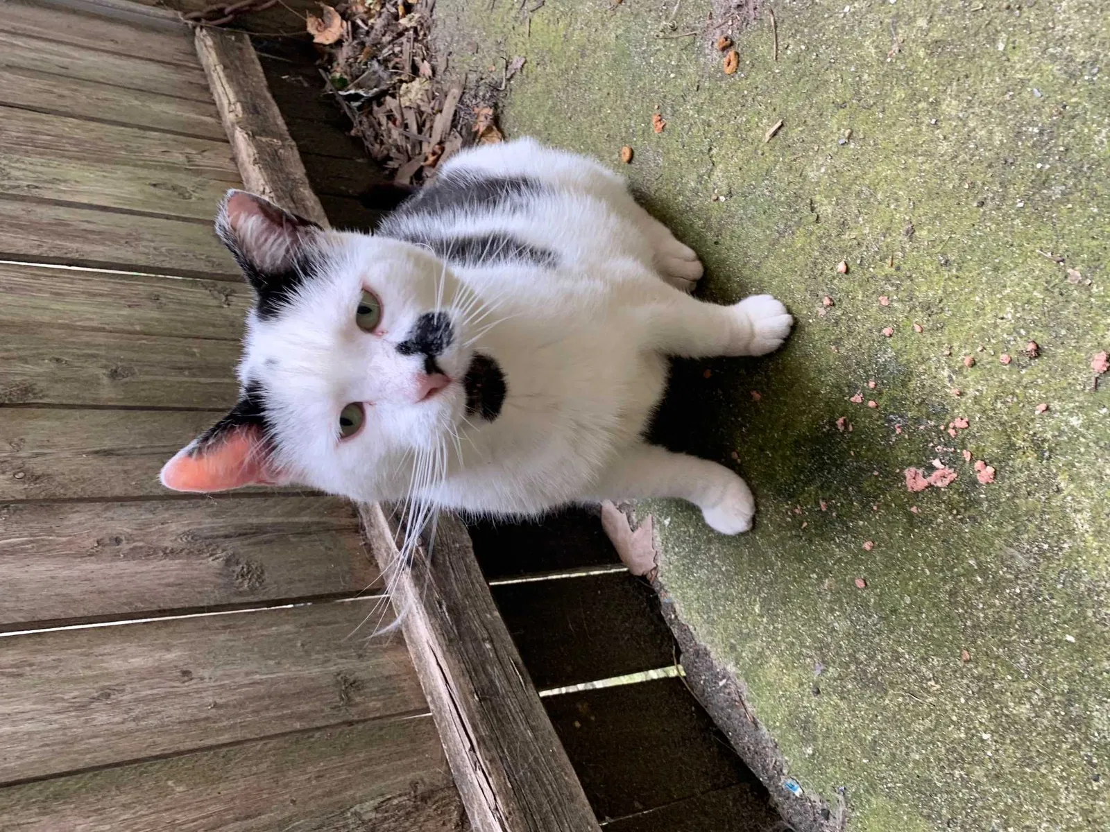 Lost cat in Philadelphia, PA, 19121